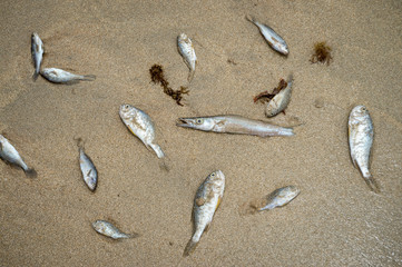 Dead fish washed up on the shore of an empty beach in Bahia, Brazil