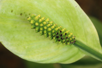 Sauromatum giganteum in  garden