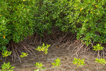Dense mangrove forest and saplings during the low tide. Prasae, Rayong, Thailand. Travel and nature conservation.