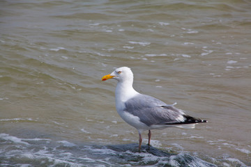Möve