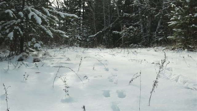 animal footsteps trace paw prints on the snow winter forest