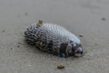 Dead Blow Fish