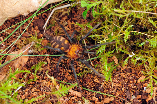 Trichterspinne (Linothele megatheloides) - grass spider