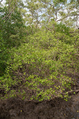 Wide view of densely mangrove leaves in a dense beach forest during the low tides. Vertical orientation. Rayong, Thailand. Travel and nature.