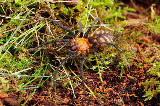 Trichterspinne (Linothele megatheloides) - grass spider
