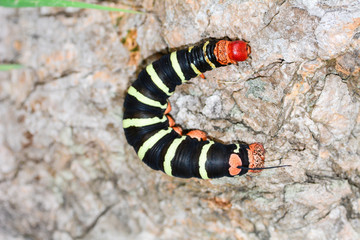  Close up view of   the Frangipan iHawkmoth (Pseudosphinx tetrio) caterpillar on the ground