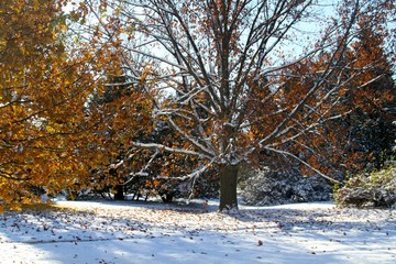 Fall Snow