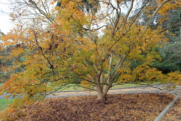 Autumn garden landscape in Melbourne