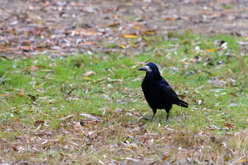 Black crow on a deserted field, waiting for prey