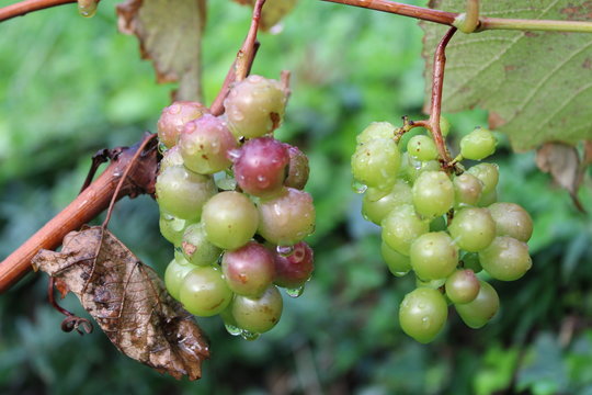 Grappoli di uva affetti da peronospara