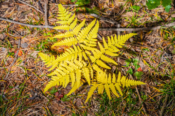 Naklejka premium Autumn colors