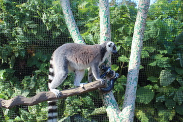 lemur on tree in Melbourne Zoo. Australia