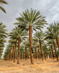 Obraz na płótnie Canvas Plantation of date palms. Image depicts advanced tropical and desert agriculture in the Middle East