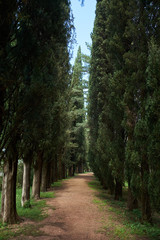 Country road running through a cypress tree alley, Georgia