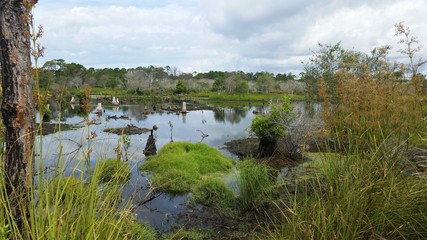 landscape with river