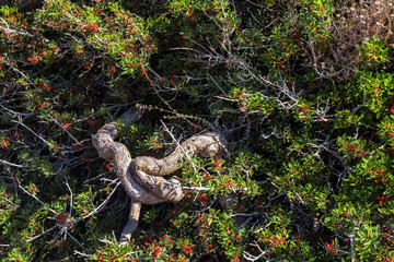 thick winding trunk of green desert thorn bush with small red berries