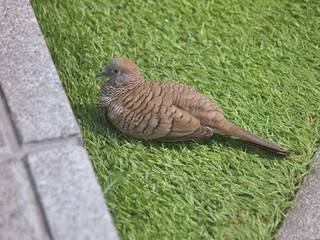 brown Dove bird standing on green grass