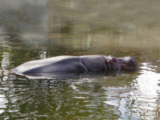 Close up of a huge Hppopotamus in a river pool