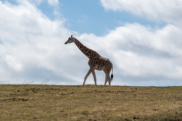 Giraffe on the horizon with blue sky and cloud background 