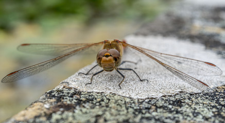 Macro Close up of Dragonfly