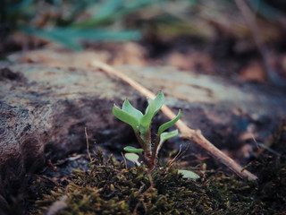 Small plant 
