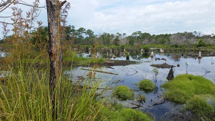 lake in forest