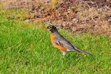 Close up of American Robin (Turdus migratorius)