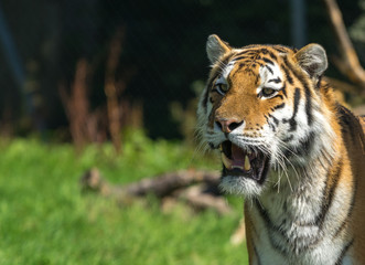 Close up portrait of a tiger, copy space 