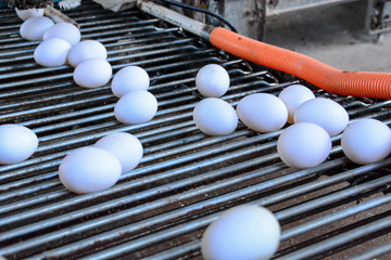 Close up of an egg conveyor at an egg facility plant