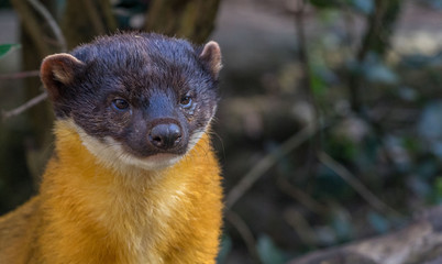 Close up of a Yellow Throated Marten, carnivores mammal of the weasel family, Martes Flavigula