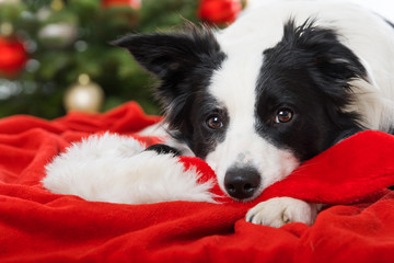 Young border collie dog lying on a santa hat with christmas tree in the background