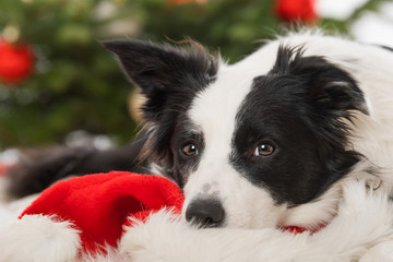 Young border collie dog lying on a santa hat with christmas tree in the background