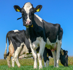 Black and white cows, with pink udder and teat, Frisian Holstein, standing in a pasture under a blue sky.