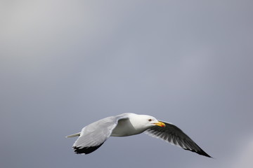 fotografias de aves varias 