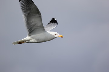 fotografias de aves varias 
