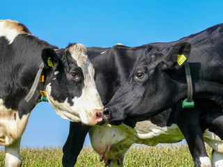 Two cows sniffing each other's nose, one snout is white and pink, the other black.