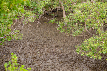 Wide view of beach clearing with aerial roots in a Mangrove estuary forest. Rayong, Thailand. Travel and nature.
