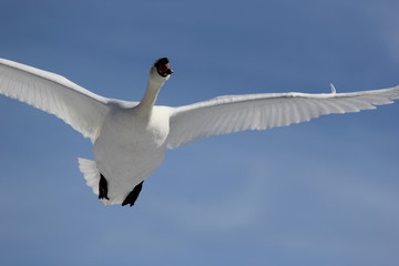 fotografias de aves varias 
