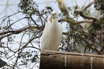 fotografias de aves varias 
