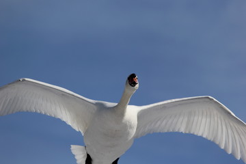 fotografias de aves varias 