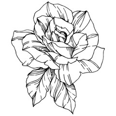 Vector Rose. Floral botanical flower. Black and white engraved ink art. Isolated rose illustration element.
