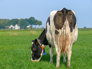 Grazing black pied cow from behind with number and dried manure on udder and buttocks, in a green...