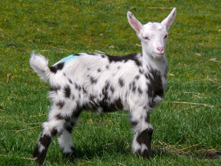 Young pied goat standing on the grass, head straight and tall, ears wide, black feet.