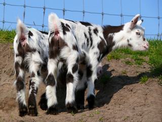 Rear view of two fluffy, cute little pink-nosed Dalmatian goats, tails up, ears in the air, standing tall in the sand, close to a fence.