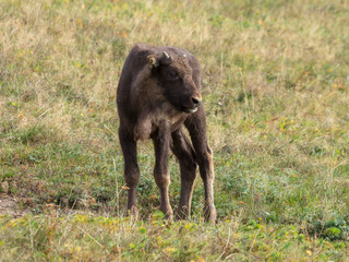 Fototapeta na wymiar Jeune bison d'Europe femelle (Bison bonasus) en Forêt-Noire en Allemagne