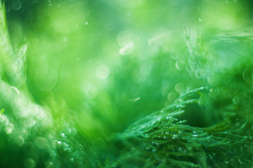 Fototapeta na wymiar abstract (defocused, blurred) natural grass background with beautiful bokeh.