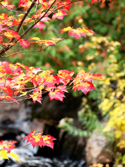 Feuilles d'érable au couleurs de l'automne