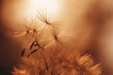 closeup silhouette of dandelion flower on sunset. natural summer background