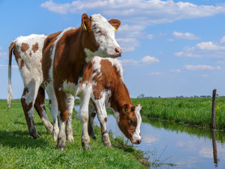 Two red pied young cows standing on the bank of a creek, a ditch, watching a Dutch landscape.