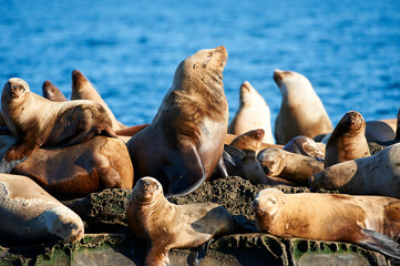 Steller Sea Lion (Eumetopias jubatus) also known as the Northern Sea Lion and Steller's Sea Lion on rocks near Valdes Isand, British Columbia, Canada